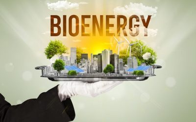 hand hlding platter f bioenergy